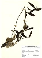 藏品(大頭艾納香)的圖片